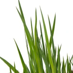 Dwergrus (Juncus Ensifolius) D 9 H 20 Cm 5 Dwergrus (Juncus Ensifolius) D 9 H 20 Cm -Tuin Planten Winkel 8713469104968 2