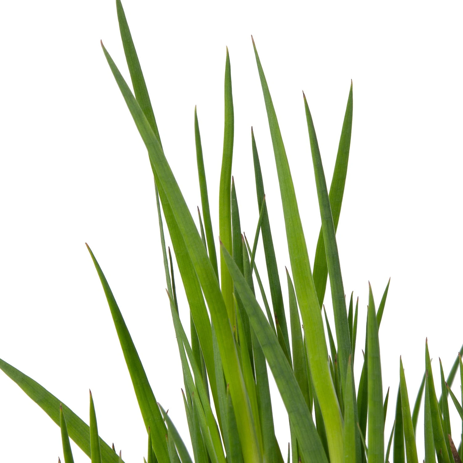 Dwergrus (Juncus Ensifolius) D 9 H 20 Cm 4 Dwergrus (Juncus Ensifolius) D 9 H 20 Cm - Afbeelding 2