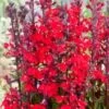 Waterlobelia (Lobelia Cardinalis) D 9 H 20 Cm