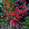 Rode Lobelia (Lobelia Fulgens 'Queen Victoria') D 9 H 20 Cm -Tuin Planten Winkel 8713469105002