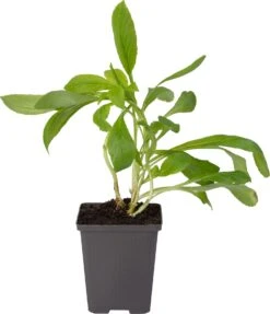 Waterlobelia (Lobelia Siphilitica) D 9 H 20 Cm -Tuin Planten Winkel 8713469105033 1 1