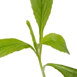 Waterlobelia (Lobelia Siphilitica) D 9 H 20 Cm -Tuin Planten Winkel 8713469105033 2