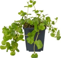 Penningkruid (Lysimachia Nummularia) D 9 H 20 Cm -Tuin Planten Winkel 8713469105095 1 1
