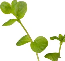 Penningkruid (Lysimachia Nummularia) D 9 H 20 Cm -Tuin Planten Winkel 8713469105095 2