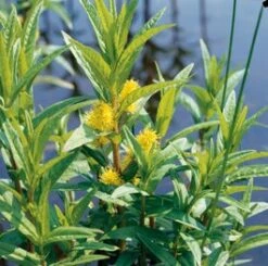 Moeraswederik (Lysimachia Thyrsiflora) D 9 H 20 Cm