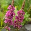 Grote Kattenstaart (Lythrum Salicaria) D 9 H 20 Cm -Tuin Planten Winkel 8713469105132