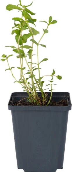 Grote Kattenstaart (Lythrum Salicaria) D 9 H 20 Cm -Tuin Planten Winkel 8713469105132 1 1