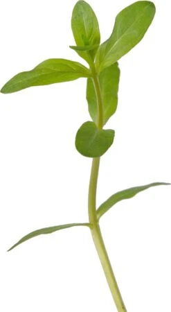 Grote Kattenstaart (Lythrum Salicaria) D 9 H 20 Cm -Tuin Planten Winkel 8713469105132 2