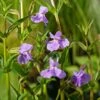 Maskerbloem (Mimulus Ringens) D 9 H 20 Cm -Tuin Planten Winkel 8713469105194