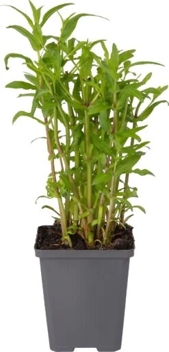 Maskerbloem (Mimulus Ringens) D 9 H 20 Cm -Tuin Planten Winkel 8713469105194 1 1