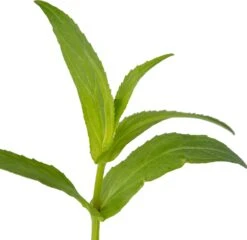 Maskerbloem (Mimulus Ringens) D 9 H 20 Cm -Tuin Planten Winkel 8713469105194 2