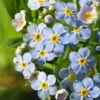 Moeras Vergeet-Mij-Niet (Myosotis Palustris) D 9 H 20 Cm -Tuin Planten Winkel 8713469105200