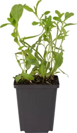 Moeras Vergeet-Mij-Niet (Myosotis Palustris) D 9 H 20 Cm -Tuin Planten Winkel 8713469105200 1 1