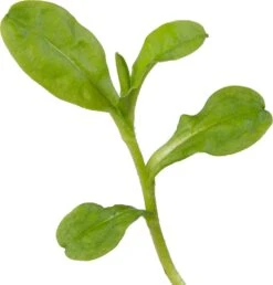 Moeras Vergeet-Mij-Niet (Myosotis Palustris) D 9 H 20 Cm -Tuin Planten Winkel 8713469105200 2