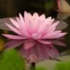 Waterlelie (Nymphaea 'Aurora') D 11 H 30 Cm -Tuin Planten Winkel 8713469105293