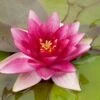 Waterlelie (Nymphaea 'Charles De Meurville') D 11 H 30 Cm -Tuin Planten Winkel 8713469105316