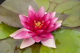 Waterlelie (Nymphaea 'Charles De Meurville') D 11 H 30 Cm 3 Waterlelie (Nymphaea 'Charles De Meurville') D 11 H 30 Cm