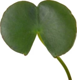 Waterlelie (Nymphaea 'Madame 'Wilfron Gonnère') D 11 H 30 Cm -Tuin Planten Winkel 8713469105507 2