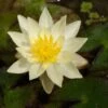 Waterlelie (Nymphaea 'Pygmea Helvola') D 11 H 30 Cm -Tuin Planten Winkel 8713469105545