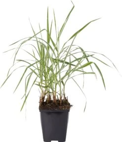 Kanariegras (Phalaris Arundinacea 'Picta') D 9 H 20 Cm -Tuin Planten Winkel 8713469105675 1 1