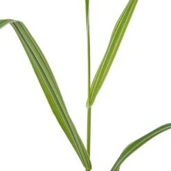 Kanariegras (Phalaris Arundinacea 'Picta') D 9 H 20 Cm -Tuin Planten Winkel 8713469105675 2 1