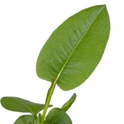 Adderwortel (Polygonum Bistorta) D 9 H 20 Cm -Tuin Planten Winkel 8713469105729 2