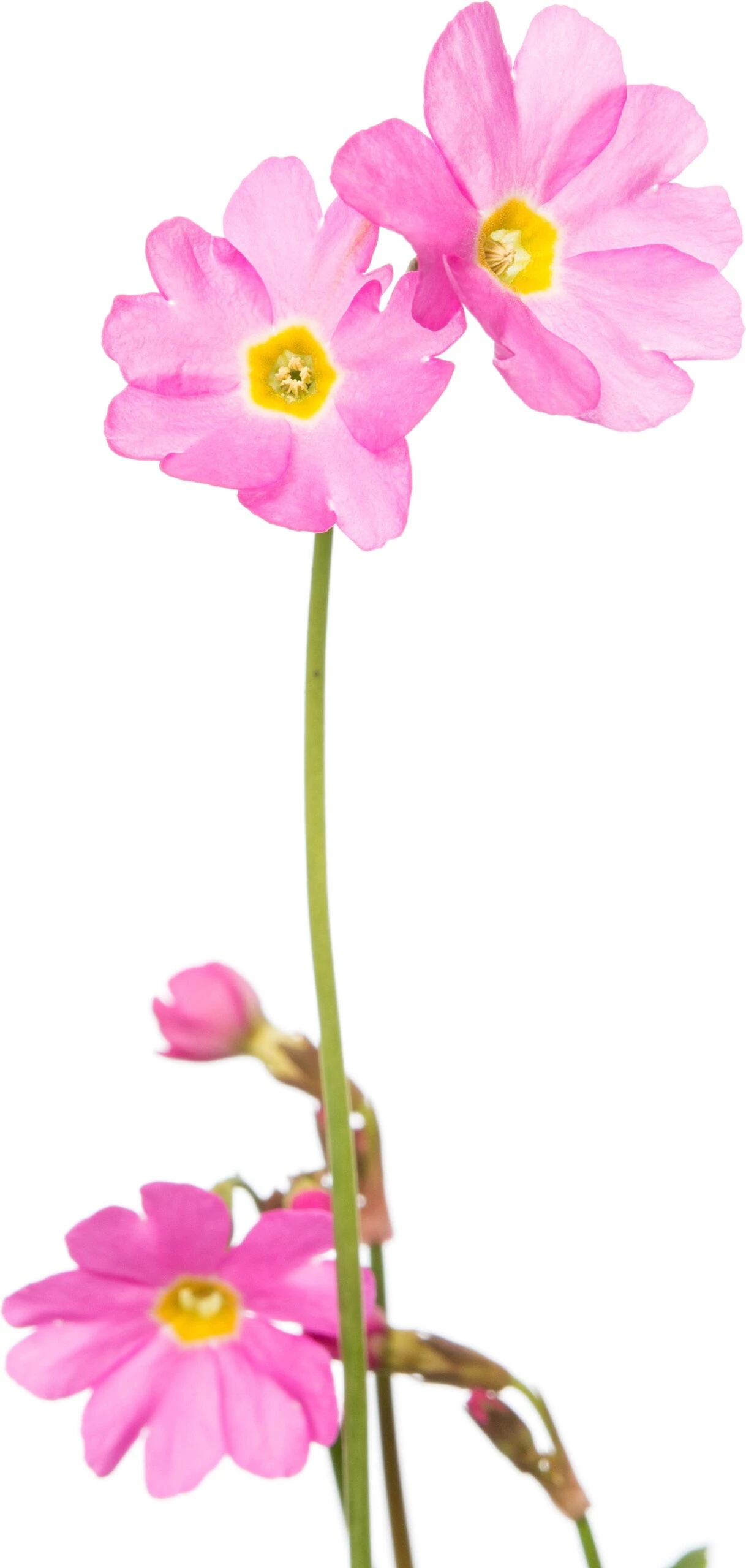 Sleutelbloem (Primula Rosea) D 9 H 20 Cm 4 Sleutelbloem (Primula Rosea) D 9 H 20 Cm - Afbeelding 2