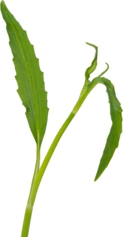 Egelboterbloem (Ranunculus Flammula) D 9 H 20 Cm -Tuin Planten Winkel 8713469105859 2