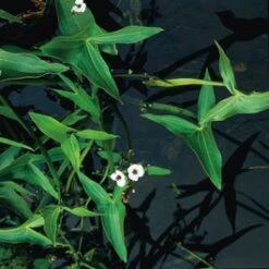 Pijlkruid (Sagittaria Sagittifolia) D 9 H 20 Cm