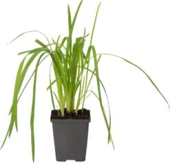 Moerasgladiool (Schizostylis Coccinea 'Major') D 9 H 20 Cm -Tuin Planten Winkel 8713469105941 1 1