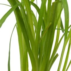 Moerasgladiool (Schizostylis Coccinea 'Major') D 9 H 20 Cm -Tuin Planten Winkel 8713469105941 2 1