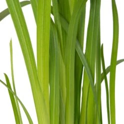 Moerasgladiool (Schizostylis Coccinea 'Mrs. Hegarty') D 9 H 20 Cm -Tuin Planten Winkel 8713469105958 2 1 1
