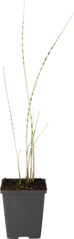 Bonte Bies (Scirpus Tabernaemontanii 'Zebrinus') D 9 H 20 Cm -Tuin Planten Winkel 8713469105996 1 1