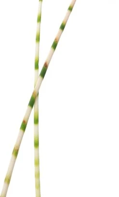 Bonte Bies (Scirpus Tabernaemontanii 'Zebrinus') D 9 H 20 Cm -Tuin Planten Winkel 8713469105996 2