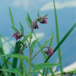 Smeerwortel (Symphytum Officinale) D 9 H 20 Cm 3 Smeerwortel (Symphytum Officinale) D 9 H 20 Cm