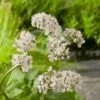 Valeriaan (Valeriana Officinalis) D 9 H 20 Cm -Tuin Planten Winkel 8713469106184