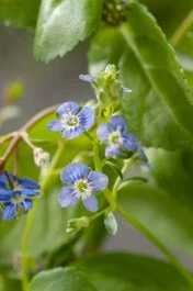 Beekpunge (Veronica Beccabunga) D 9 H 20 Cm