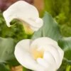 Aronskelk (Zantedeschia Aethiopica) D 9 H 20 Cm 1 Aronskelk (Zantedeschia Aethiopica) D 9 H 20 Cm -Tuin Planten Winkel 8713469106207