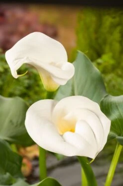 Aronskelk (Zantedeschia Aethiopica) D 9 H 20 Cm