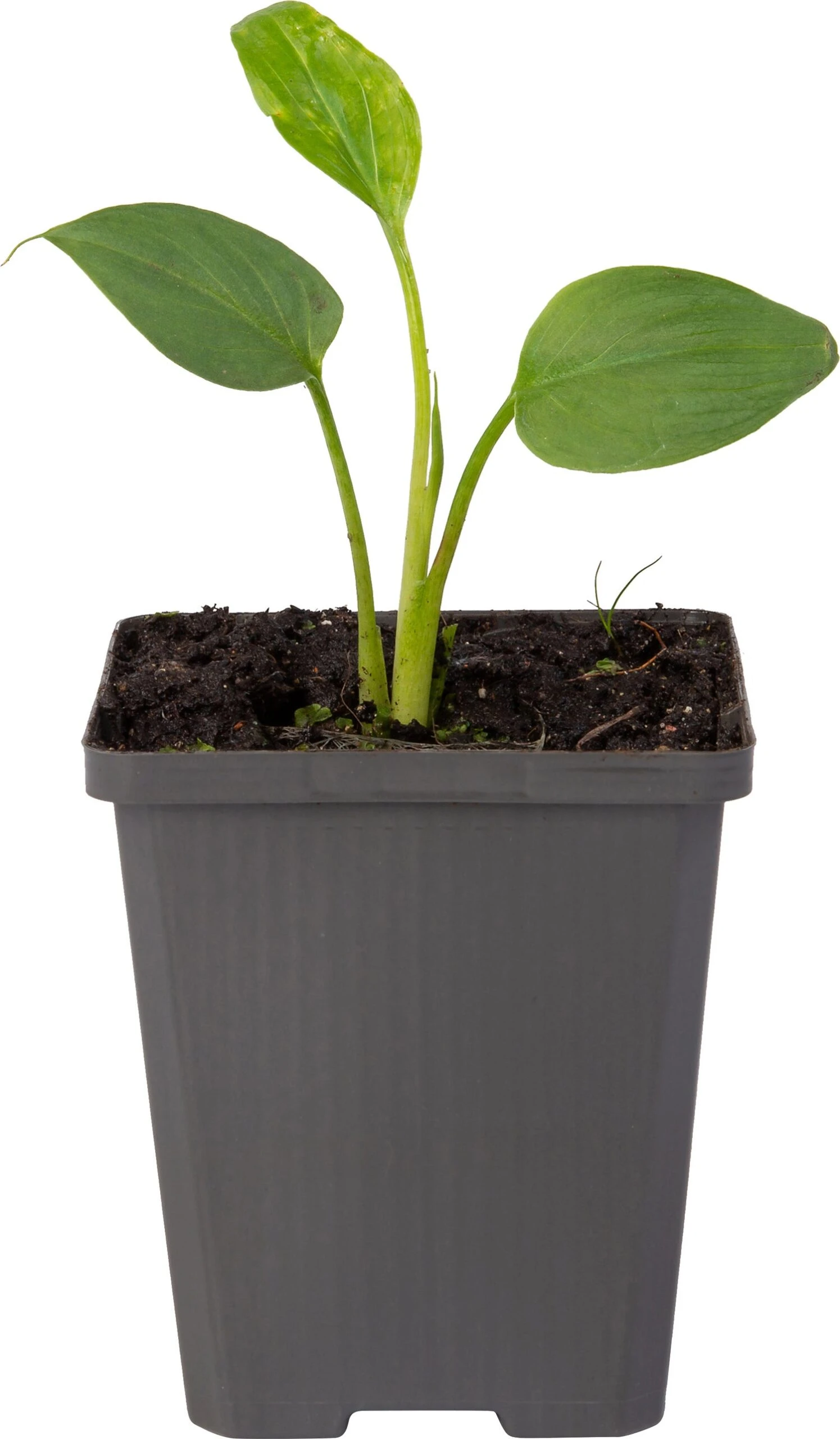 Aronskelk (Zantedeschia Aethiopica) D 9 H 20 Cm 4 Aronskelk (Zantedeschia Aethiopica) D 9 H 20 Cm - Afbeelding 2