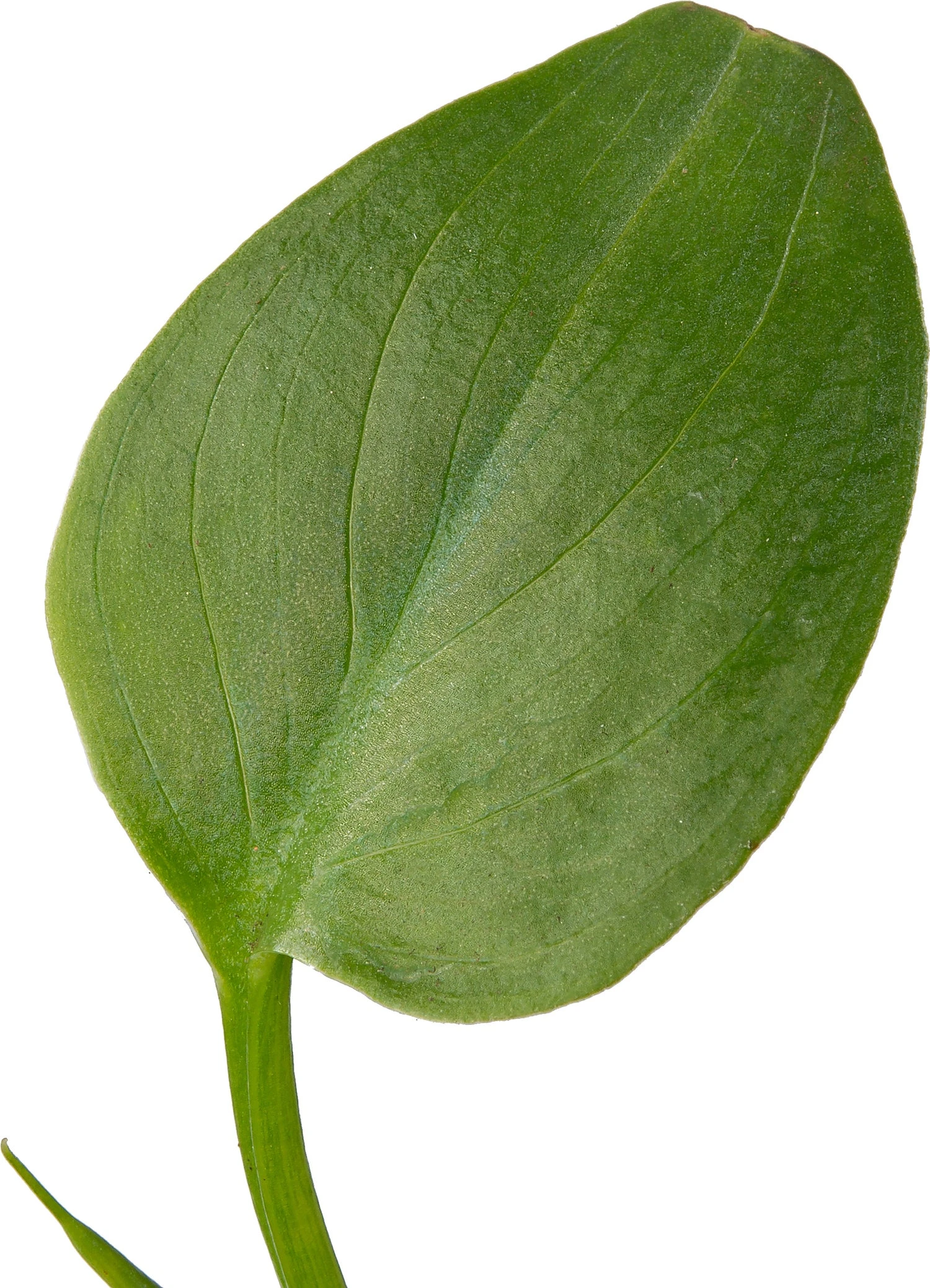 Aronskelk (Zantedeschia Aethiopica) D 9 H 20 Cm 5 Aronskelk (Zantedeschia Aethiopica) D 9 H 20 Cm - Afbeelding 3