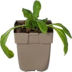 Gewone Kaardebol (Dipsacus Fullonum) D 11 H 15 Cm