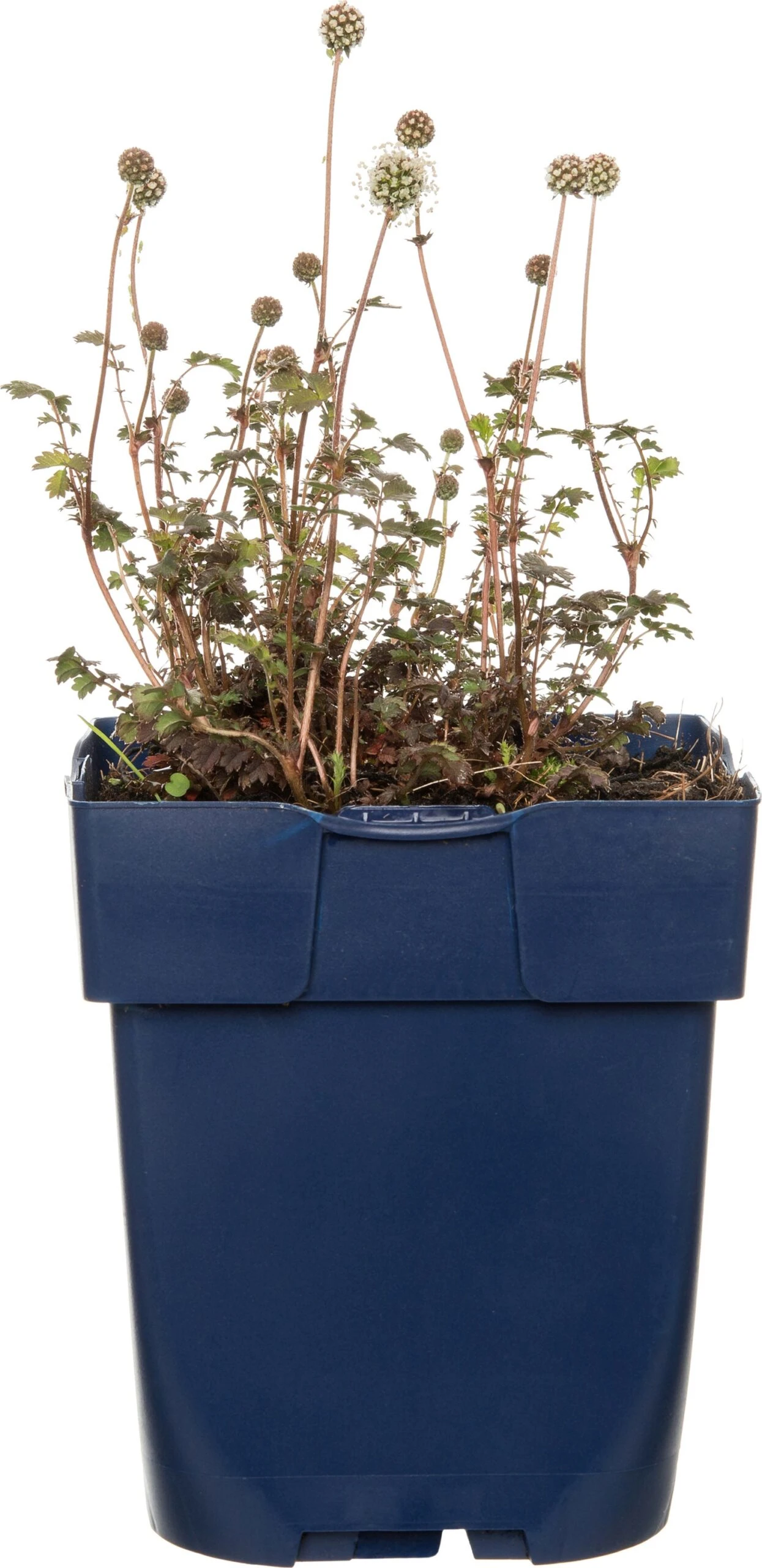 Stekelnootje (Acaena Microphylla 'Kupferteppich') D 11 H 10 Cm 3 Stekelnootje (Acaena Microphylla 'Kupferteppich') D 11 H 10 Cm