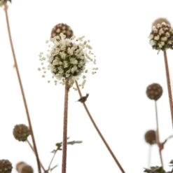 Stekelnootje (Acaena Microphylla 'Kupferteppich') D 11 H 10 Cm 5 Stekelnootje (Acaena Microphylla 'Kupferteppich') D 11 H 10 Cm -Tuin Planten Winkel 8713469113144 2