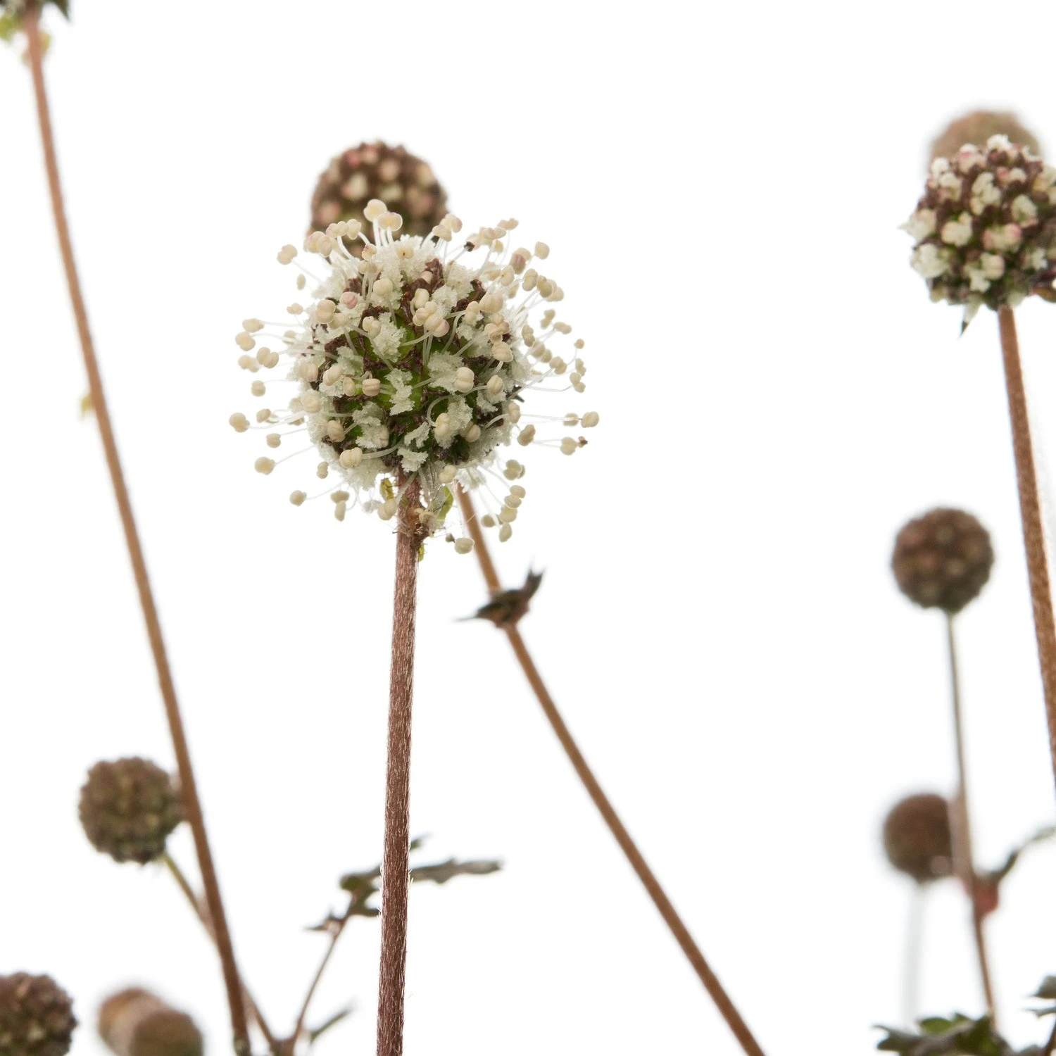 Stekelnootje (Acaena Microphylla 'Kupferteppich') D 11 H 10 Cm 4 Stekelnootje (Acaena Microphylla 'Kupferteppich') D 11 H 10 Cm - Afbeelding 2