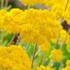 Duizendblad (Achillea Millefolium 'Cloth Of Gold') D 11 H 80 Cm -Tuin Planten Winkel 8713469115247