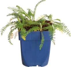 Duizendblad (Achillea Millefolium 'Lachsschönheit') D 11 H 15 Cm