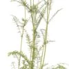 Duizendblad (Achillea Millefolium 'Paprika') D 11 H 10 Cm