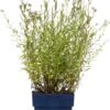Duizendblad (Achillea Ptarmica 'The Pearl') D 11 H 10 Cm