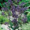 Monnikskap (Aconitum Henryi 'Spark's Variety') D 11 H 10 Cm -Tuin Planten Winkel 8713469124935 3 1